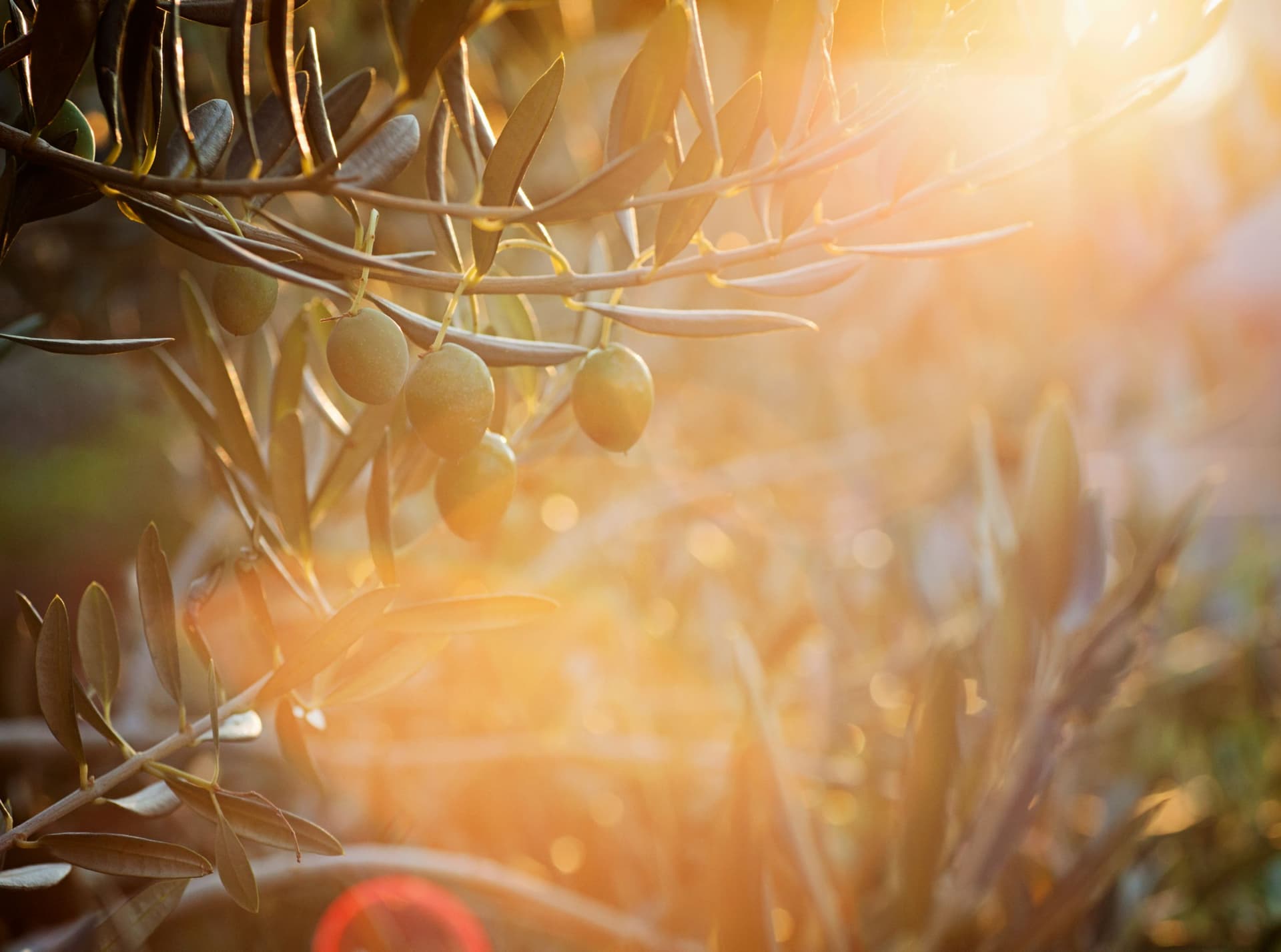 Olives sur branche au soleil couchant